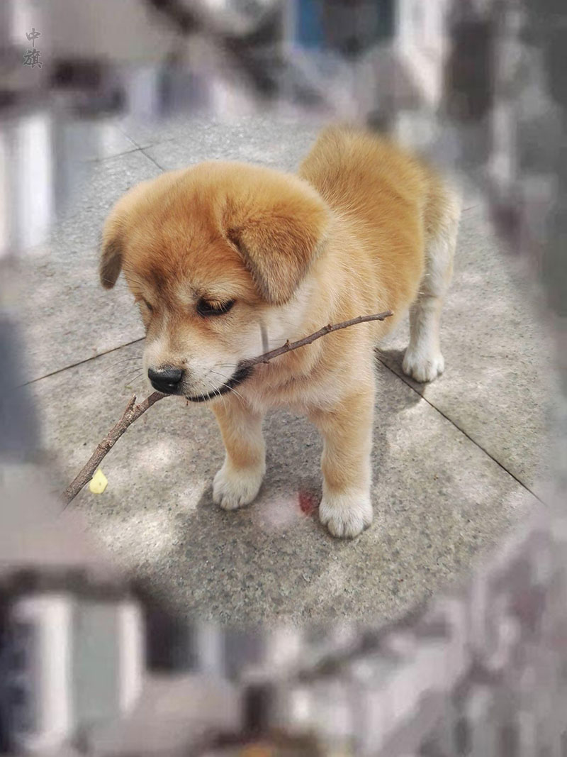 我家可愛的小土狗.jpg