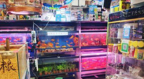 通過百度地圖搜索到的一家花鳥魚店家店鋪面積很小有點雜亂.jpg