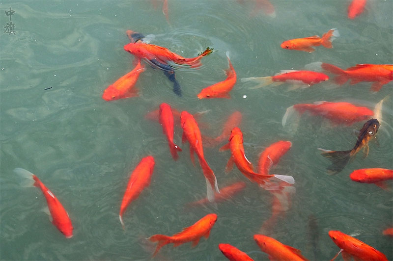 公園里面的錦鯉見著有份啊.jpg