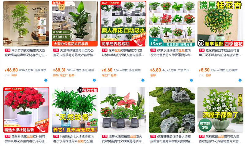 線上平臺買的盆栽看著還是不錯的.jpg