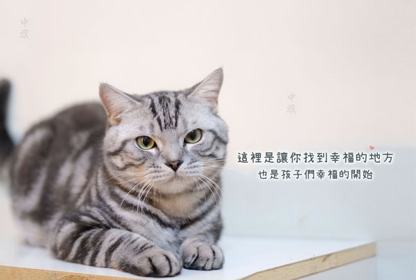 貓舍：這里是毛孩子幸福開(kāi)始的地方