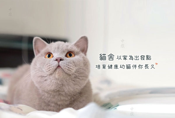貓舍：以家為出發(fā)點(diǎn)