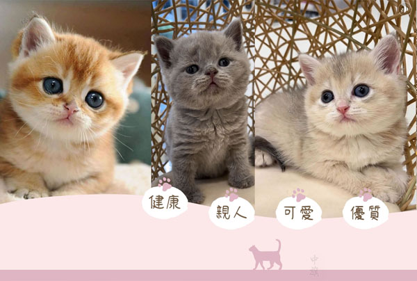我們可愛(ài)吧？快來(lái)領(lǐng)養(yǎng)吧！