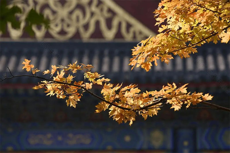 北京的冬天風(fēng)景依舊美麗.jpg