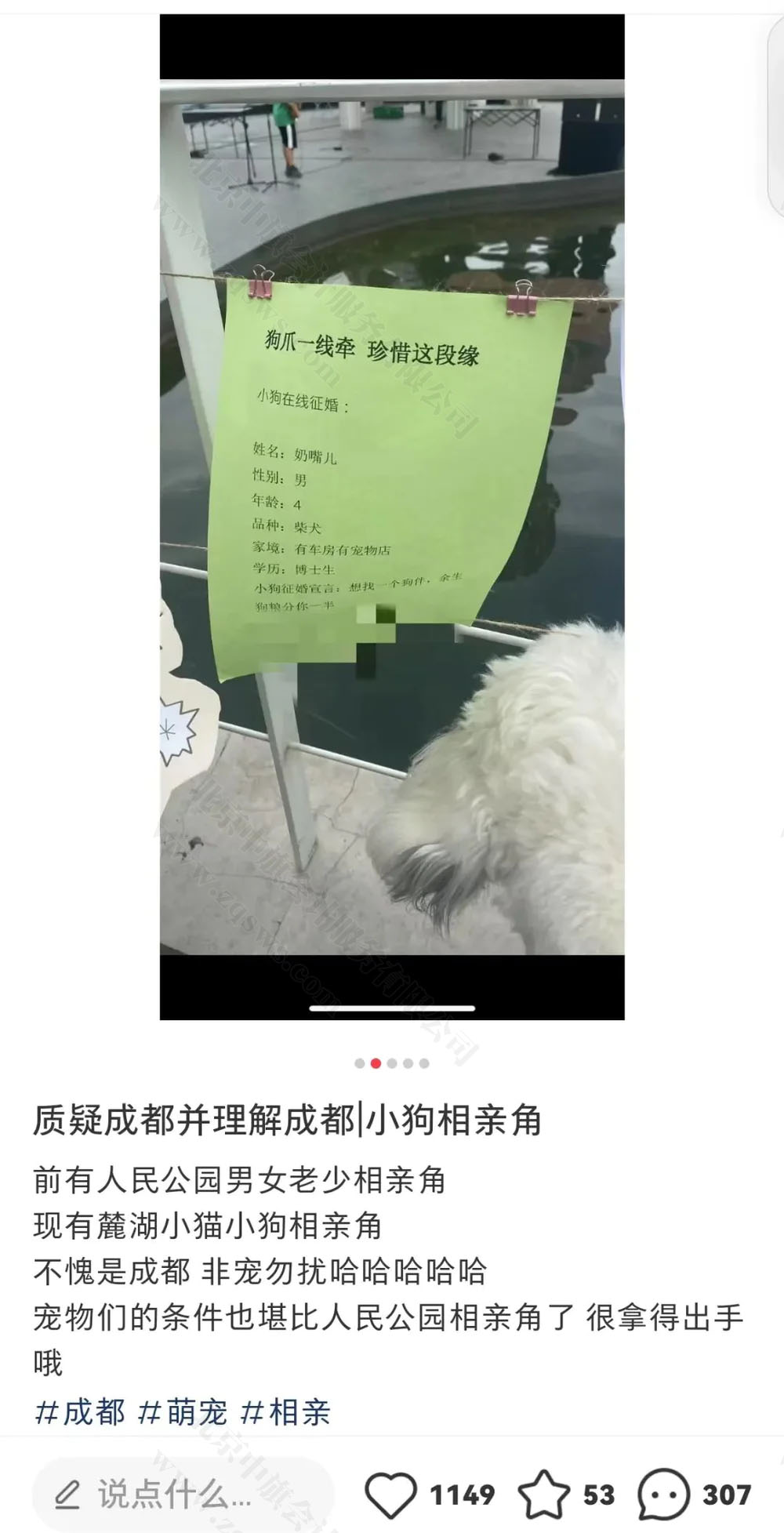 狗狗相親角.jpg