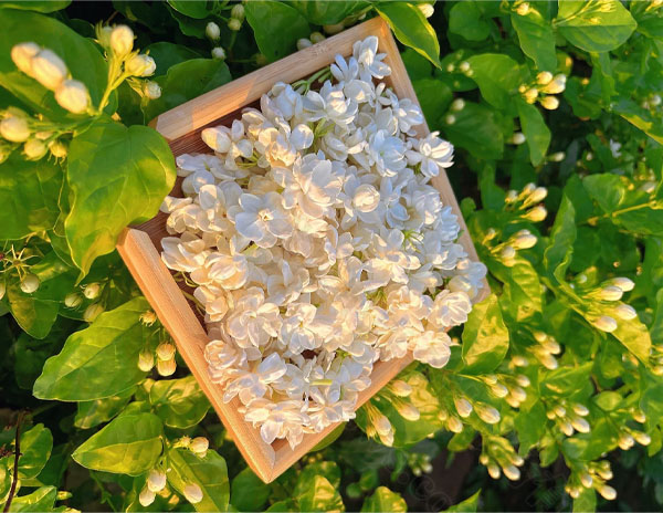 大劉家自己種的茉莉花茶.jpg