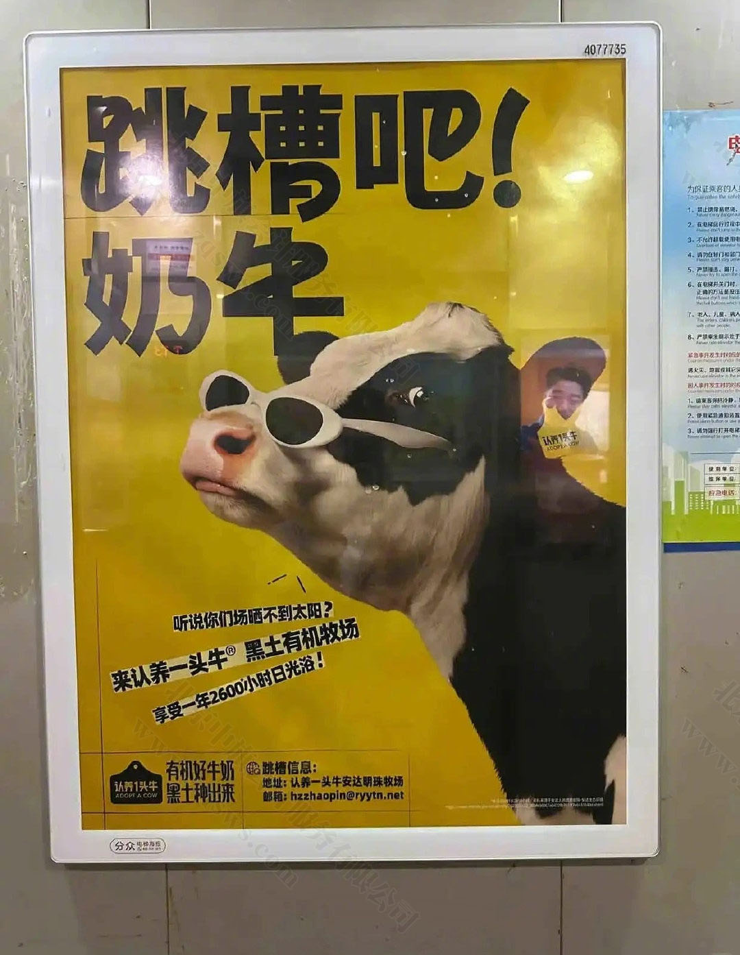 跳槽吧奶牛.jpg