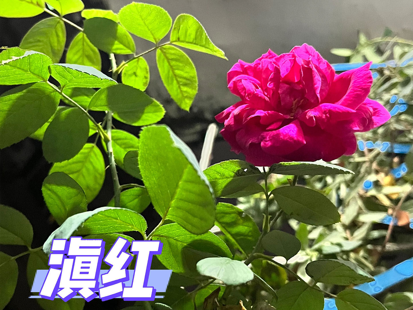 可食用的花卉.jpg